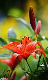 Открытки с лилейниками  Открытки с лилейниками анимационные. Открытки с лилейниками gif.