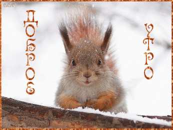 Открытки с белочками  Открытки с белочками gif. Скачать бесплатно открытки с белками.