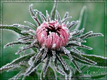 Открытки с инеем  Открытки с инеем скачать бесплатно. Открытки с инеем gif.     