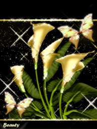 Открытки с каллами Открытки с каллами скачать бесплатно. Открытки с каллами онлайн.