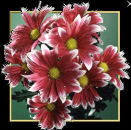 Открытки с герберами  Открытки с герберами скачать бесплатно. Открытки с герберами gif.