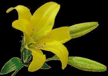 Открытки с лилейниками  Открытки с лилейниками анимационные. Открытки с лилейниками gif.