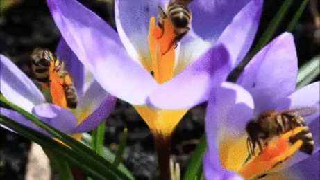 Открытки с крокусами  Открытки с крокусами скачать бесплатно. Открытки с крокусами онлайн.