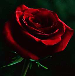 Открытки с распускающимися розами Открытки с распускающимися розами скачать бесплатно gif.      