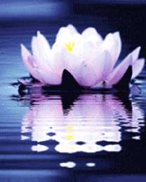 Открытки с лотосом  Открытки с лотосом анимационные. Блестящие открытки с лотосом.