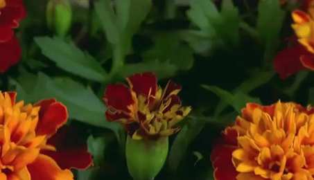 Открытки с бархатцами  Открытки с бархатцами онлайн бесплатно. Открытки с бархатцами скачать.