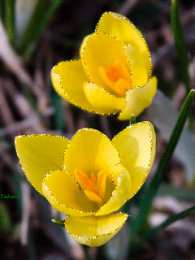 Открытки с крокусами  Открытки с крокусами скачать бесплатно. Открытки с крокусами онлайн.