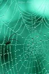 Открытки с паутиной  Открытки с паутиной с анимациями. Открытки с паутиной скачать.