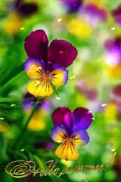 Открытки с разноцветными анютиными глазками  Открытки с разноцветными анютиными глазками скачать бесплатно.