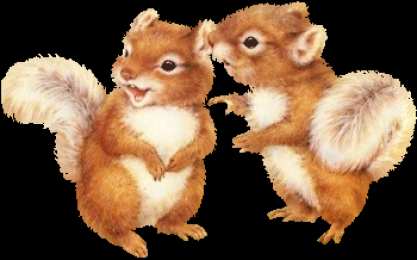 Открытки с белочками  Открытки с белочками gif. Скачать бесплатно открытки с белками.