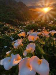 Открытки с цветочными полями  Открытки с цветочными полями с анимациями. Красивые открытки с цветами.