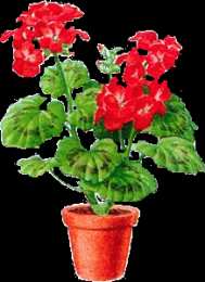 Открытки с геранью Открытки с геранью скачать бесплатно. Открытки с геранью онлайн.