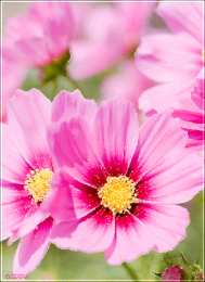 Открытки с космеями  Открытки с космеями анимационные. Открытки с космеями gif.  