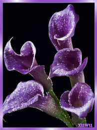 Открытки с каллами Открытки с каллами скачать бесплатно. Открытки с каллами онлайн.