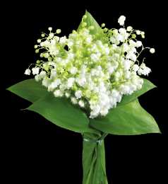 Открытки с ландышами  Открытки с ландышами скачать. Открытки с ландышами онлайн бесплатно.