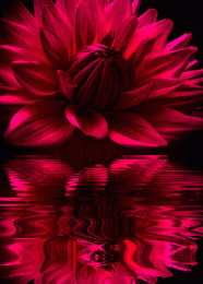 Открытки с георгинами  Открытки с георгинами скачать бесплатно. Открытки с георгинами онлайн.