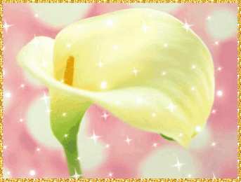 Открытки с каллами Открытки с каллами скачать бесплатно. Открытки с каллами онлайн.