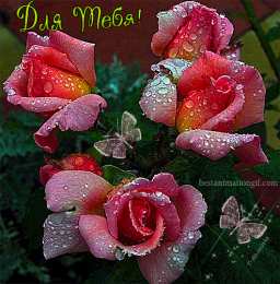 Открытки с розами Открытки с розами скачать бесплатно Открытки с розами онлайн.