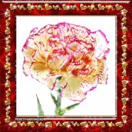 Открытки с гвоздиками  Открытки с гвоздиками скачать. Открытки с гвоздиками онлайн.