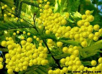 Открытки с мимозой  Открытки с мимозой скачать бесплатно. Открытки с мимозой онлайн.