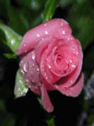 Открытки с розовыми розами Чудесные открытки с розовыми розами скачать бесплатно gif.