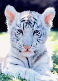 Открытки с белым тигром Открытки с белым тигром скачать. Открытки с белым тигром бесплатно.