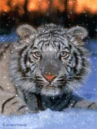 Открытки с белым тигром Открытки с белым тигром скачать. Открытки с белым тигром бесплатно.