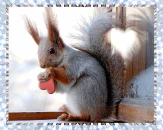 Открытки с белочками  Открытки с белочками gif. Скачать бесплатно открытки с белками.