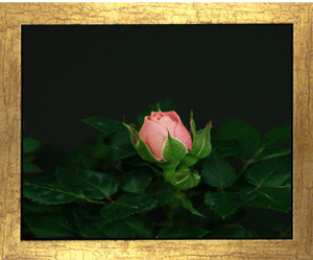 Открытки с распускающимися розами Открытки с распускающимися розами скачать бесплатно gif.      