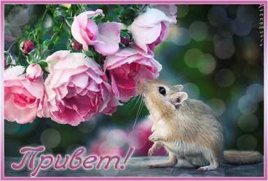 Открытки с мышками  Бесплатные открытки с мышками скачать. Открытки с мышками gif.