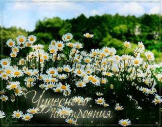 Открытки с цветочными полями  Открытки с цветочными полями с анимациями. Красивые открытки с цветами.