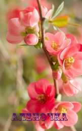 Открытки с именем Алёна Открытки с именем Алёна скачать бесплатно. Открытки с именем Алёна gif.