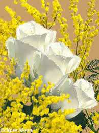 Открытки с мимозой  Открытки с мимозой скачать бесплатно. Открытки с мимозой онлайн.