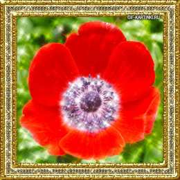 Открытки с анемонами  Открытки с анемонами скачать бесплатно. Открытки с анемонами онлайн.