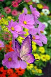 Открытки с космеями  Открытки с космеями анимационные. Открытки с космеями gif.  