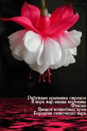 Открытки с фуксией Анимационные открытки с фуксией. Открытки с фуксией скачать бесплатно.