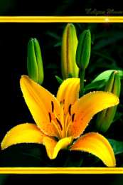 Открытки с желтыми лилиями  Открытки с желтыми лилиями gif. Открытки с желтыми лилиями скачать.