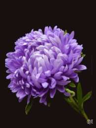 Открытки с астрами  Открытки с астрами скачать бесплатно. Открытки с астрами онлайн.