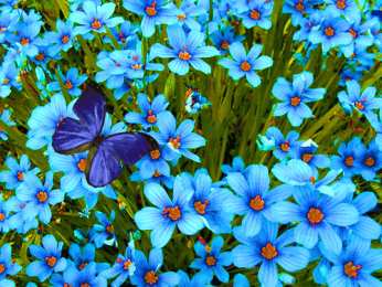 Открытки с бабочками  Открытки с бабочками с анимациями. Открытки с бабочками gif.