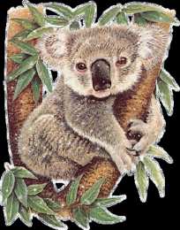 Открытки с коалой  Открытки с коалой скачать бесплатно. Открытки с коалой gif.