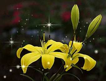 Открытки с лилейниками  Открытки с лилейниками анимационные. Открытки с лилейниками gif.