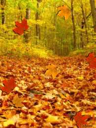 Открытки с листопадом Открытки с листопадом скачать. Открытки с листопадом бесплатно.