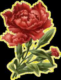 Открытки с гвоздиками  Открытки с гвоздиками скачать. Открытки с гвоздиками онлайн.