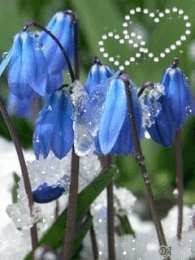 Открытки с пролесками  Открытки с пролесками скачать бесплатно. Открытки с пролесками онлайн.