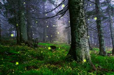 Открытки со светлячками  Открытки со светлячками с анимациями. Лесные светлячки открытки.