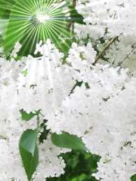 Открытки с белой сиренью  Открытки с белой сиренью анимационные. Открытки с белой сиренью gif.