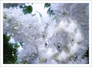 Открытки с белой сиренью  Открытки с белой сиренью анимационные. Открытки с белой сиренью gif.