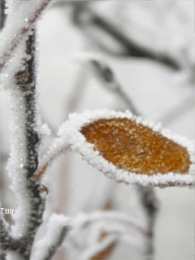 Открытки с инеем  Открытки с инеем скачать бесплатно. Открытки с инеем gif.     