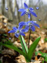 Открытки с пролесками  Открытки с пролесками скачать бесплатно. Открытки с пролесками онлайн.