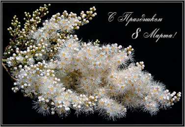 Открытки с 8 марта Международный Женский День Скачать Открытки с 8 марта. Поздравления Международный Женский День.